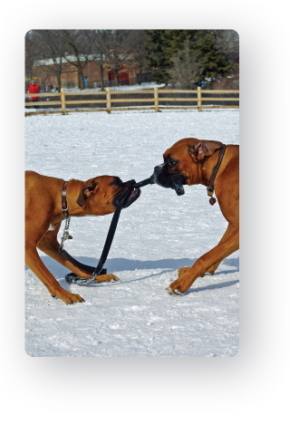How Much Do Dog Walkers Make In Ontario How Much Do Dog Walkers Make In Ontario