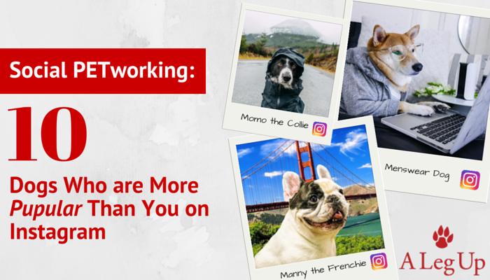 Dogs who are more popular than you on instagram