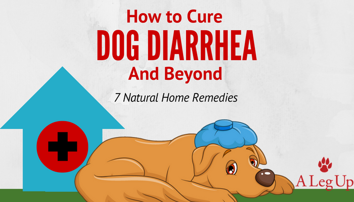 How_to_cure_dog_diarrhea