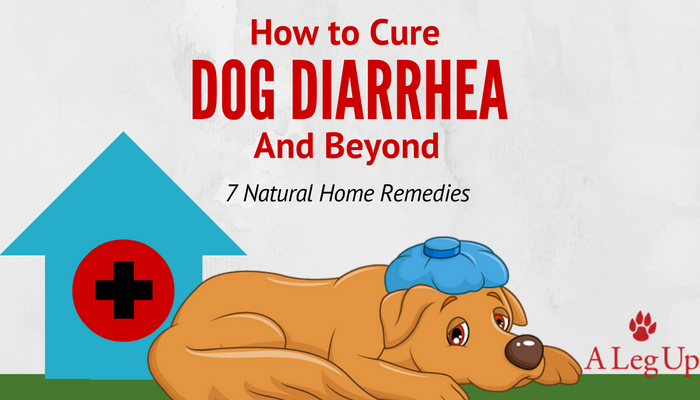how to cure puppy diarrhea how to cure diarrhea beyond 7 home remedies posts alegup how to cure puppy diarrhea how to cure diarrhea beyond 7 home remedies posts alegup