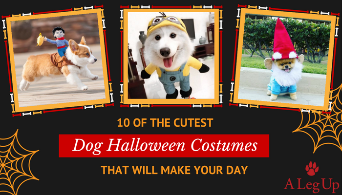 Pictures of Dogs in Halloween Costumes