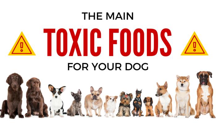 The Main Toxic Foods for Dogs Title Image