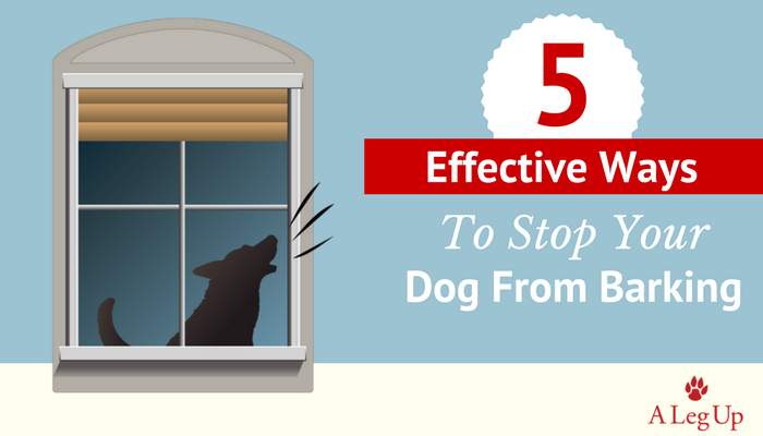 5 Effective Ways To Stop Your Dog From Barking header image