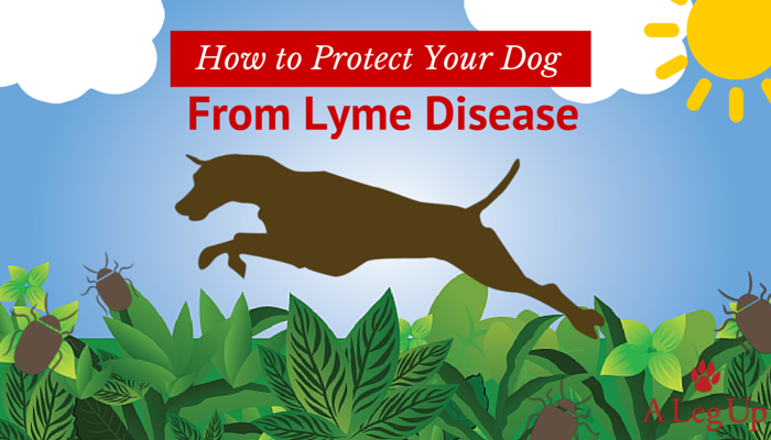 How to Protect Your Dog from Lyme Disease