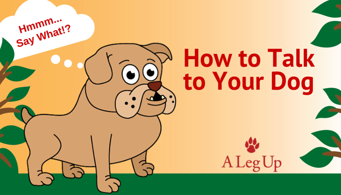 How to Talk to Your Dog