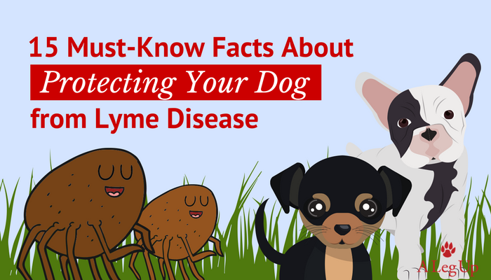 how to protect your dog from lyme disease
