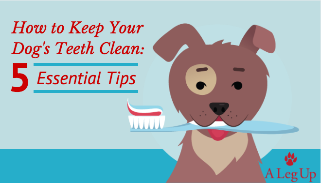 How-to-keep-dogs-teeth-clean