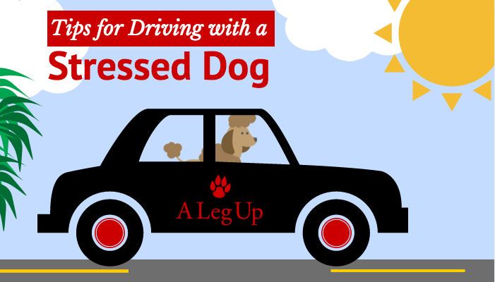 Title Image - Tips for Driving with a Stressed Dog - Black Car with Dog Riding Inside