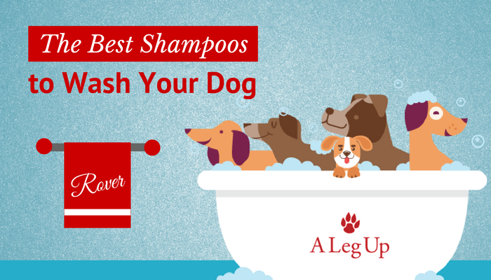 the-best-dog-shampoo